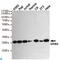 Growth Factor Receptor Bound Protein 2 antibody, LS-C813220, Lifespan Biosciences, Western Blot image 