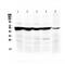 Phenylalanine Hydroxylase antibody, PA5-79780, Invitrogen Antibodies, Western Blot image 