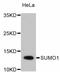 Small Ubiquitin Like Modifier 1 antibody, A11230, ABclonal Technology, Western Blot image 