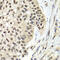 Replication Factor C Subunit 5 antibody, 23-370, ProSci, Immunohistochemistry frozen image 