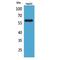 Amiloride-sensitive cation channel 3 antibody, LS-C386958, Lifespan Biosciences, Western Blot image 