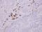 Immunoglobulin Lambda Like Polypeptide 1 antibody, NBP2-16934, Novus Biologicals, Immunohistochemistry frozen image 