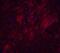 Tet Methylcytosine Dioxygenase 1 antibody, 7733, ProSci, Immunofluorescence image 