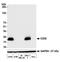 CD3 antibody, A700-016, Bethyl Labs, Western Blot image 