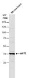 Wnt Family Member 2 antibody, PA5-78424, Invitrogen Antibodies, Western Blot image 