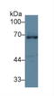 Granulin Precursor antibody, LS-C294322, Lifespan Biosciences, Western Blot image 
