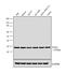 Folate Receptor Beta antibody, PA5-45768, Invitrogen Antibodies, Western Blot image 