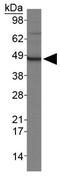 RAD9 Checkpoint Clamp Component A antibody, GTX30297, GeneTex, Western Blot image 