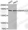 SWI/SNF Related, Matrix Associated, Actin Dependent Regulator Of Chromatin Subfamily C Member 2 antibody, A2272, ABclonal Technology, Western Blot image 