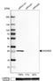 Coiled-Coil-Helix-Coiled-Coil-Helix Domain Containing 3 antibody, NBP1-83656, Novus Biologicals, Western Blot image 