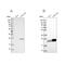 Guanylate kinase antibody, NBP2-76521, Novus Biologicals, Western Blot image 