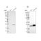 Guanylate Kinase 1 antibody, NBP2-76521, Novus Biologicals, Western Blot image 