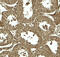 Autophagy Related 4D Cysteine Peptidase antibody, 8075, ProSci, Immunohistochemistry frozen image 