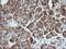 Synaptotagmin 4 antibody, MA5-26215, Invitrogen Antibodies, Immunohistochemistry paraffin image 