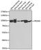 PR domain zinc finger protein 5 antibody, STJ29499, St John