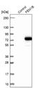 Fem-1 Homolog B antibody, NBP1-86219, Novus Biologicals, Western Blot image 