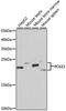 DNA Polymerase Epsilon 3, Accessory Subunit antibody, STJ28552, St John