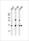 Small Ubiquitin Like Modifier 2 antibody, MBS9213131, MyBioSource, Western Blot image 