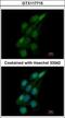Tripartite Motif Containing 62 antibody, GTX117715, GeneTex, Immunocytochemistry image 