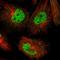 Basic, Immunoglobulin-Like Variable Motif Containing antibody, NBP2-14354, Novus Biologicals, Immunofluorescence image 