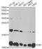 Diazepam Binding Inhibitor, Acyl-CoA Binding Protein antibody, LS-C748349, Lifespan Biosciences, Western Blot image 