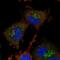 Acireductone Dioxygenase 1 antibody, NBP1-89037, Novus Biologicals, Immunocytochemistry image 