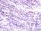 Probable folate receptor delta antibody, orb156918, Biorbyt, Immunohistochemistry paraffin image 