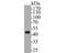 Tripartite Motif Containing 72 antibody, NBP2-80398, Novus Biologicals, Western Blot image 