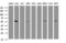 Tripartite Motif Containing 39 antibody, M09149, Boster Biological Technology, Western Blot image 