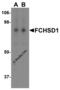 FCH and double SH3 domains protein 1 antibody, 6509, ProSci, Western Blot image 