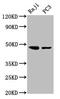 STE20 Related Adaptor Beta antibody, CSB-PA874868EA01HU, Cusabio, Western Blot image 