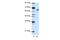 ZFP57 Zinc Finger Protein antibody, PA5-41703, Invitrogen Antibodies, Western Blot image 
