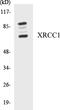 X-Ray Repair Cross Complementing 1 antibody, EKC1604, Boster Biological Technology, Western Blot image 