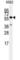 Cell Division Cycle 25C antibody, abx033724, Abbexa, Western Blot image 