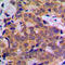 Signal Transducer And Activator Of Transcription 5A antibody, LS-C352897, Lifespan Biosciences, Immunohistochemistry frozen image 