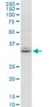 Tetraspanin 32 antibody, H00010077-M04, Novus Biologicals, Western Blot image 