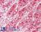 NK2 Homeobox 6 antibody, LS-B8803, Lifespan Biosciences, Immunohistochemistry paraffin image 