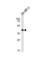 SRY-Box 8 antibody, abx028950, Abbexa, Western Blot image 