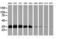 Exosome Component 7 antibody, LS-C173714, Lifespan Biosciences, Western Blot image 