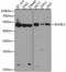 RuvB Like AAA ATPase 2 antibody, A1905, ABclonal Technology, Western Blot image 