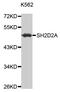 SH2 Domain Containing 2A antibody, MBS129303, MyBioSource, Western Blot image 