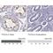 Tetratricopeptide Repeat Domain 21A antibody, NBP2-34008, Novus Biologicals, Immunohistochemistry paraffin image 