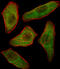 Phosphoinositide 3 kinase, p110 gamma antibody, A06707-1, Boster Biological Technology, Immunofluorescence image 
