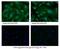 Placental Growth Factor antibody, NB110-96418, Novus Biologicals, Immunocytochemistry image 
