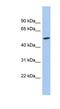 Protein naked cuticle homolog 1 antibody, NBP1-55269, Novus Biologicals, Western Blot image 