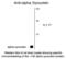 Synuclein Alpha antibody, 50-107, ProSci, Western Blot image 