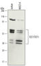 Transcription Factor 7 antibody, AF5596, R&D Systems, Western Blot image 