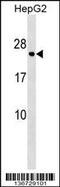 Major Histocompatibility Complex, Class II, DP Alpha 1 antibody, 59-441, ProSci, Western Blot image 