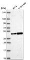 Origin recognition complex subunit 4 antibody, NBP2-56938, Novus Biologicals, Western Blot image 