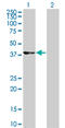 Cyclin Dependent Kinase 9 antibody, LS-C196884, Lifespan Biosciences, Western Blot image 